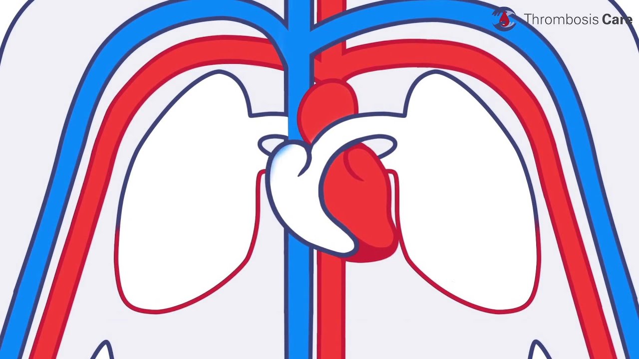 le systeme cardiovasculaire