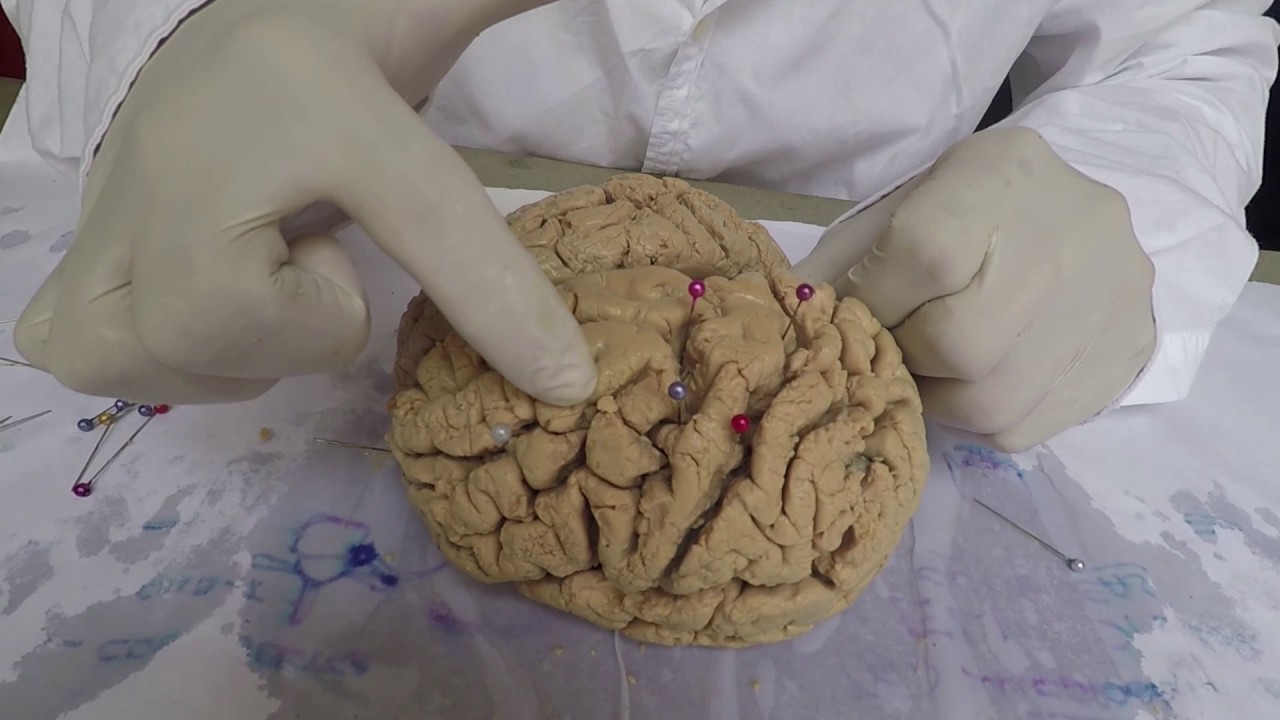 Neuroanatomía Rinco: Cerebro Externo.
