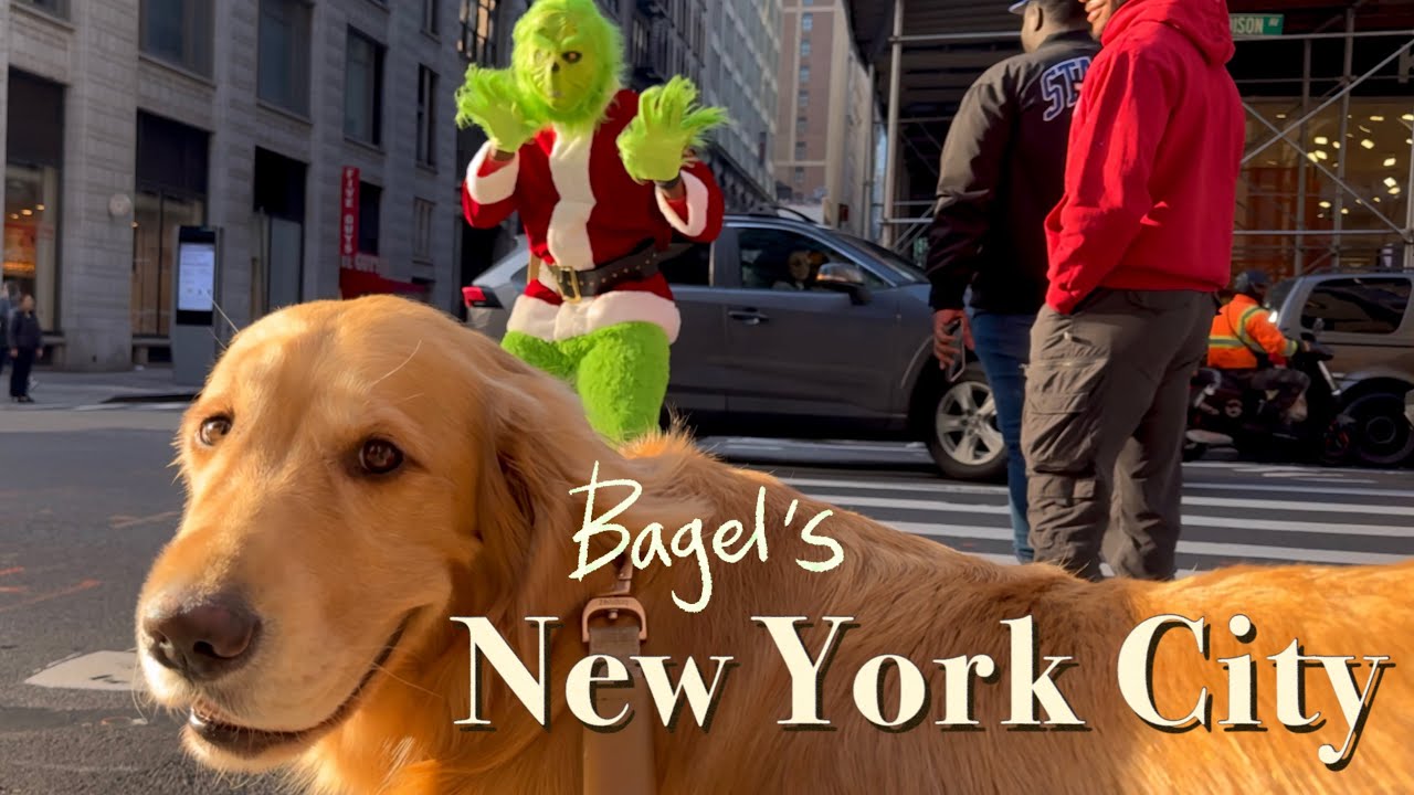 My Dog's Christmas Nightmare? Happy Holidays! l Fun things to do in NYC