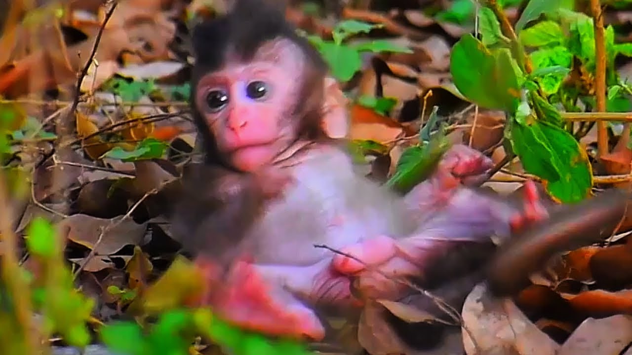 Adorable baby monkey with the cutest moments