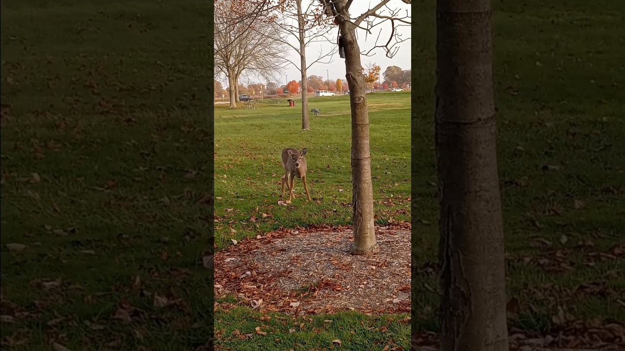 Young Buck, #Fawn, Eating Next to a Dedicated Red Buckeye Tree. Two Sandhill Crane Behind. 10-29-24.