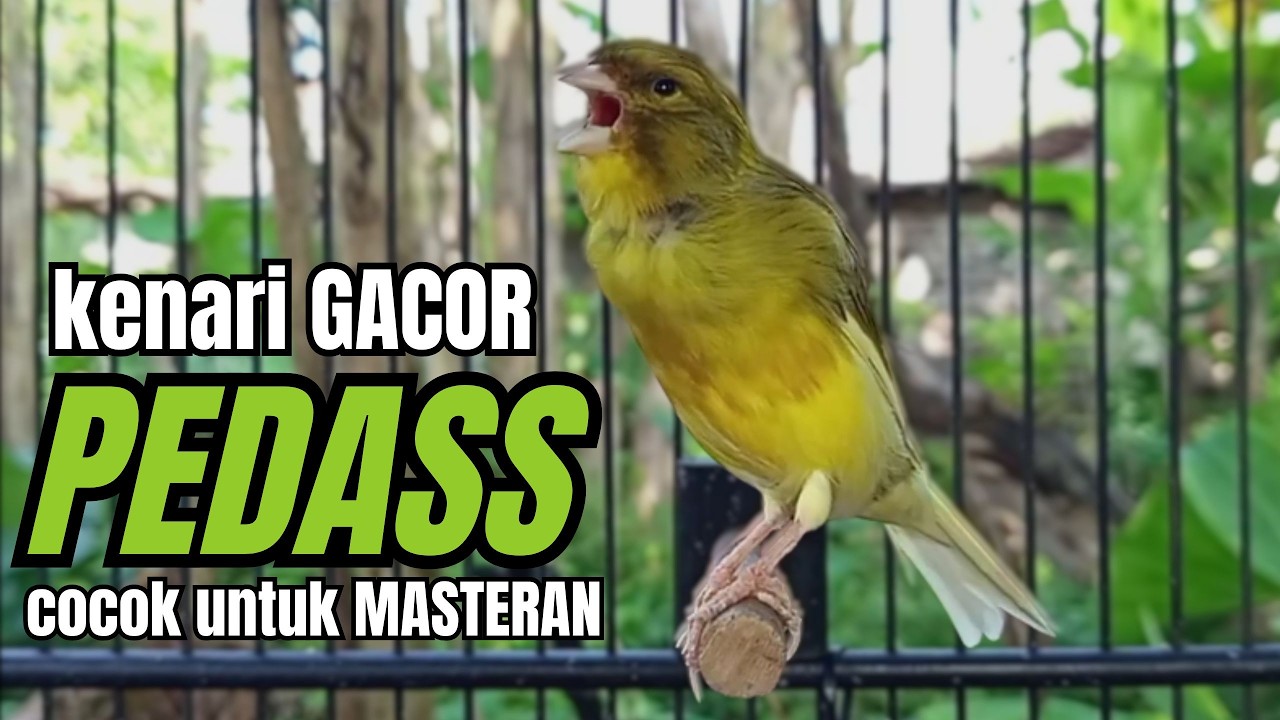 Masteran KENARI GACOR ngeroll panjang,Cuit Cuit Emosi AMPUH bikin kenari nyaut ,Masteran MURAI BATU