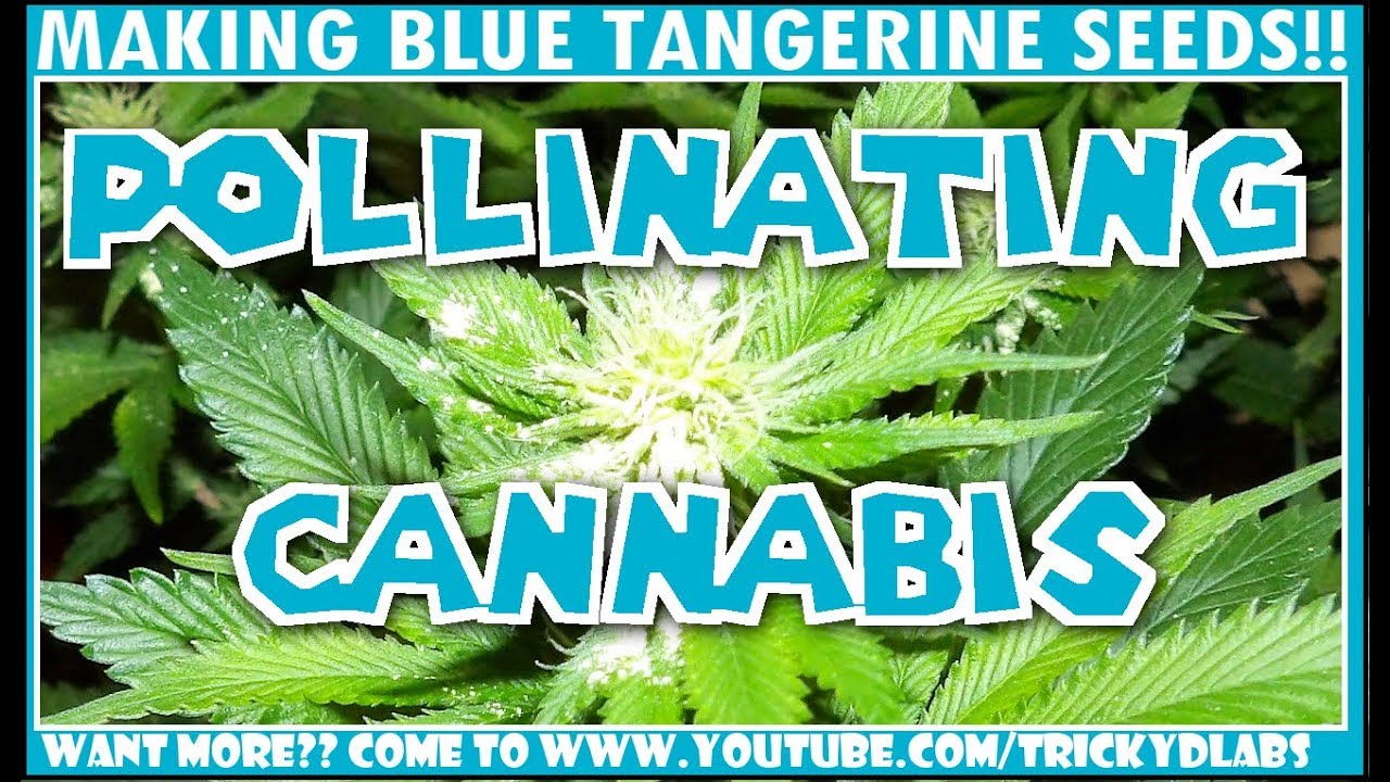 POLLINATING  CANNABIS!! - Making Blue Tangerines!