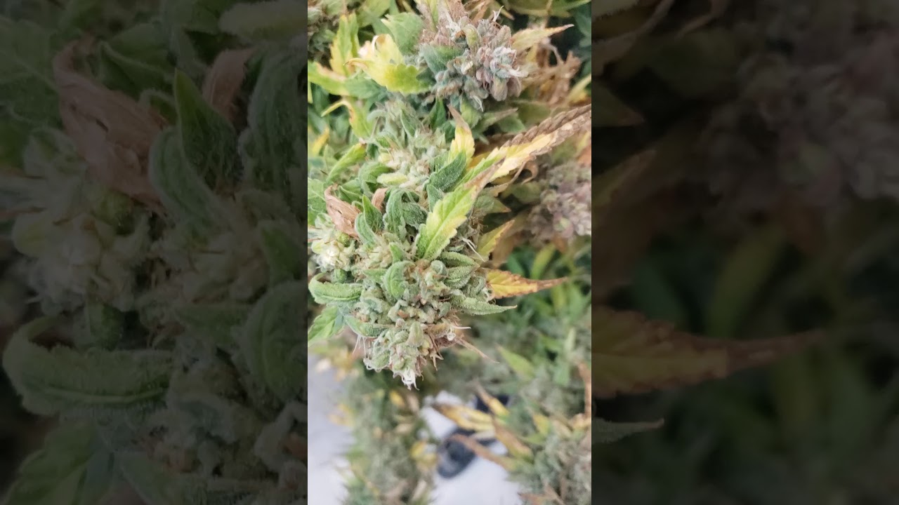 banana kush chop day
