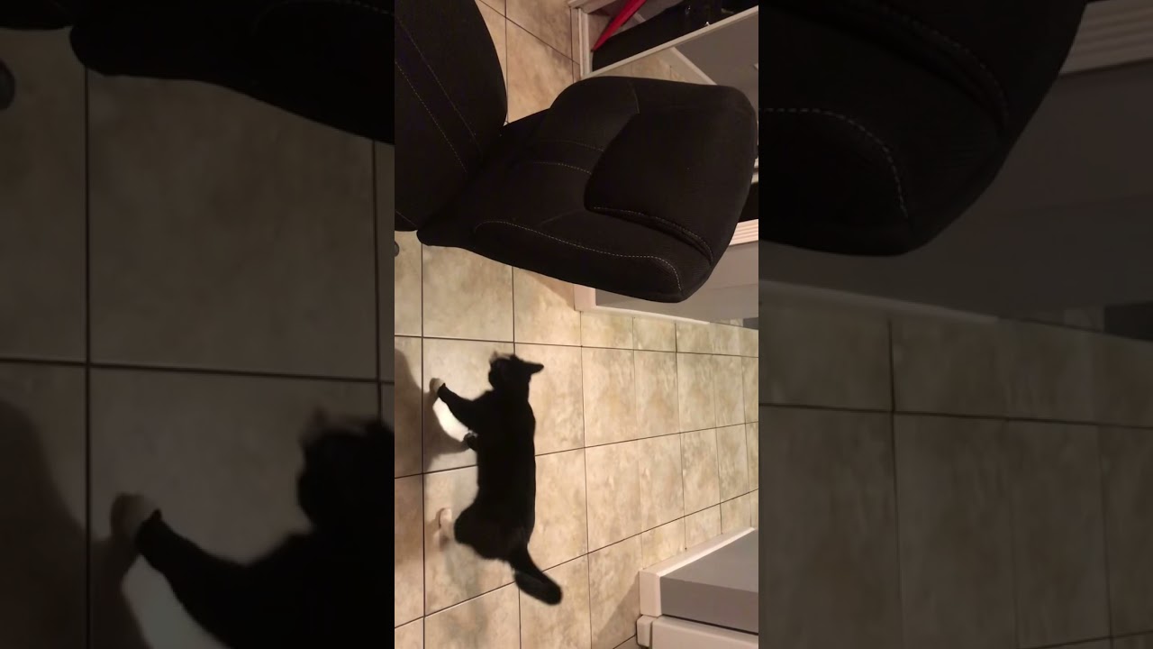 Cat knows English commands