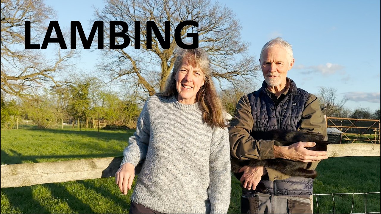 Lambing Season Begins 🐑 | Join Us on Our Smallholding