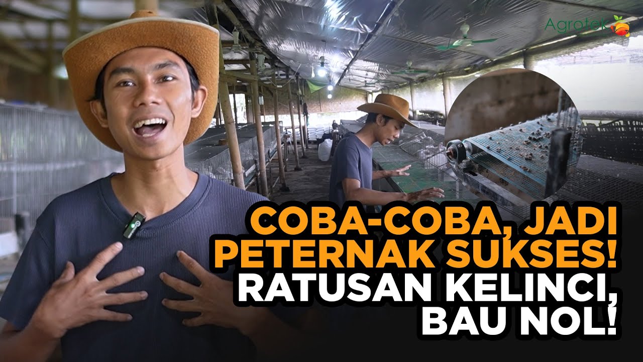 Ternak Kelinci Tanpa Bau! Dari Iseng Jadi Bisnis Serius yang Menguntungkan!
