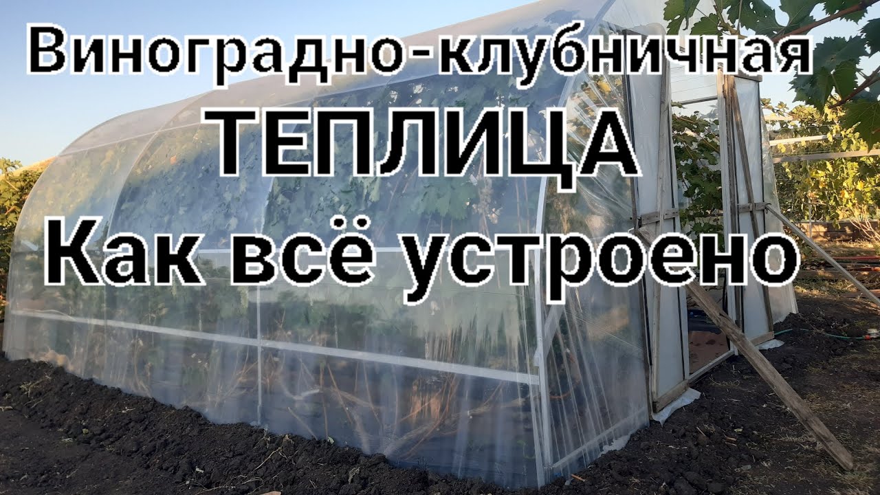Моя виноградно-клубничная теплица.