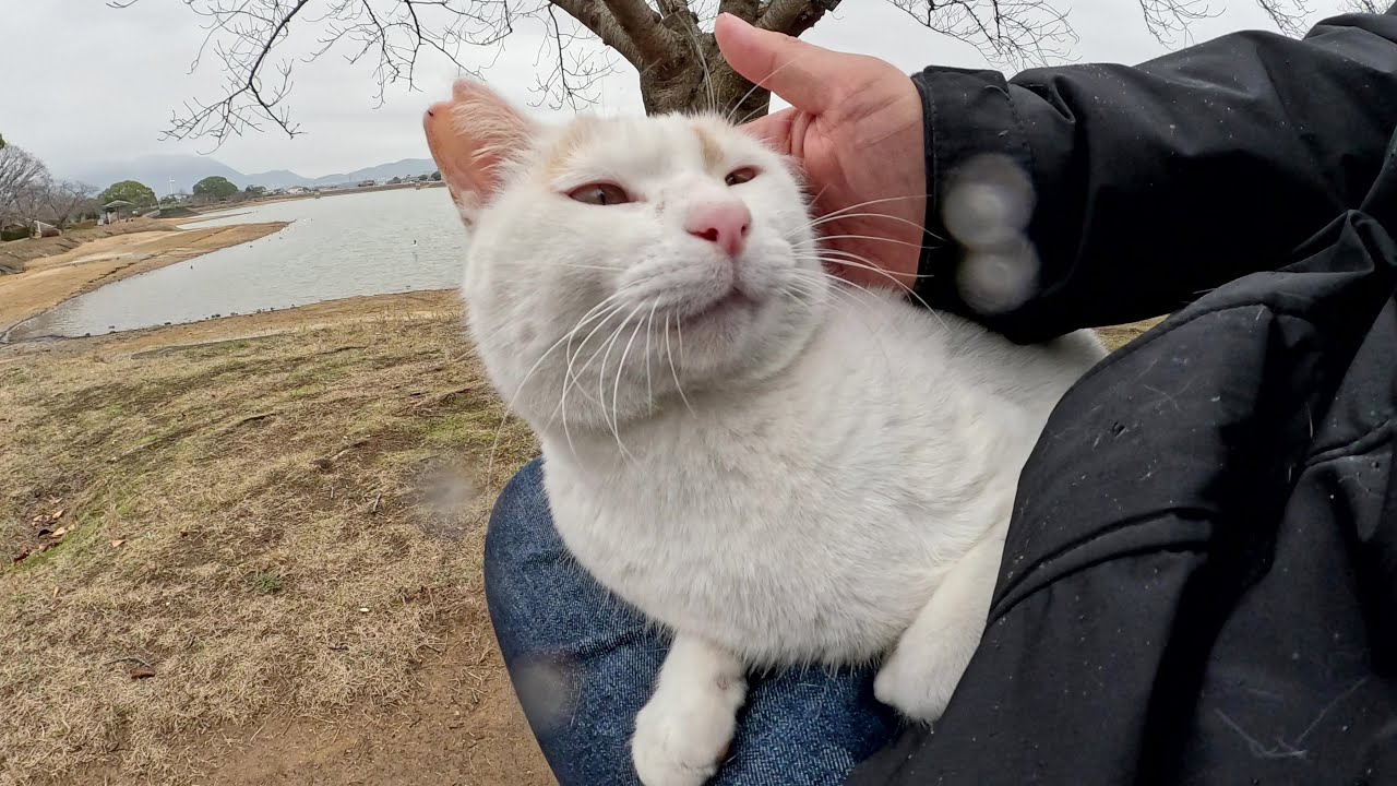 Начался дождь поэтому я взял кота отдыхающего у себя на коленях в кошачий домик