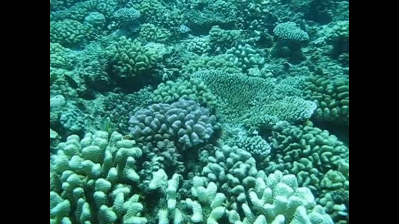 Moorea Biocode Project - No comments