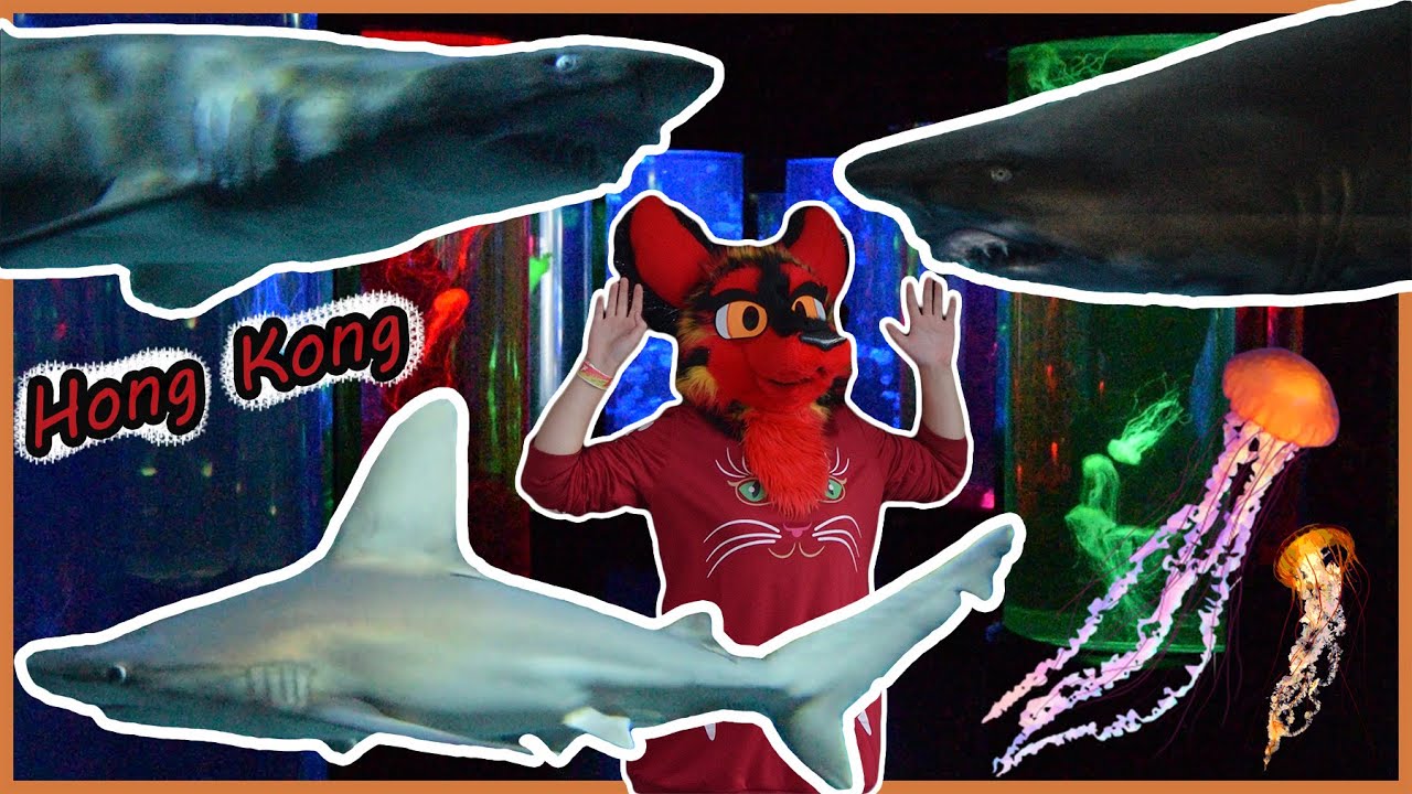 Hong Kong pt.1 Shark & Jellyfish Aquariums (Ocean Park)