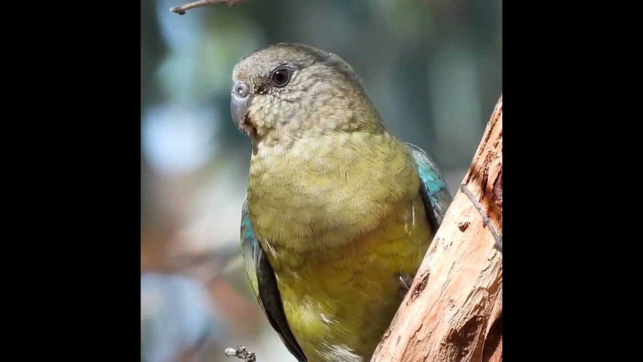 Red-rumped Parrot #birds #australia #bushland #conservation #australianbotanicgarden #birdsounds