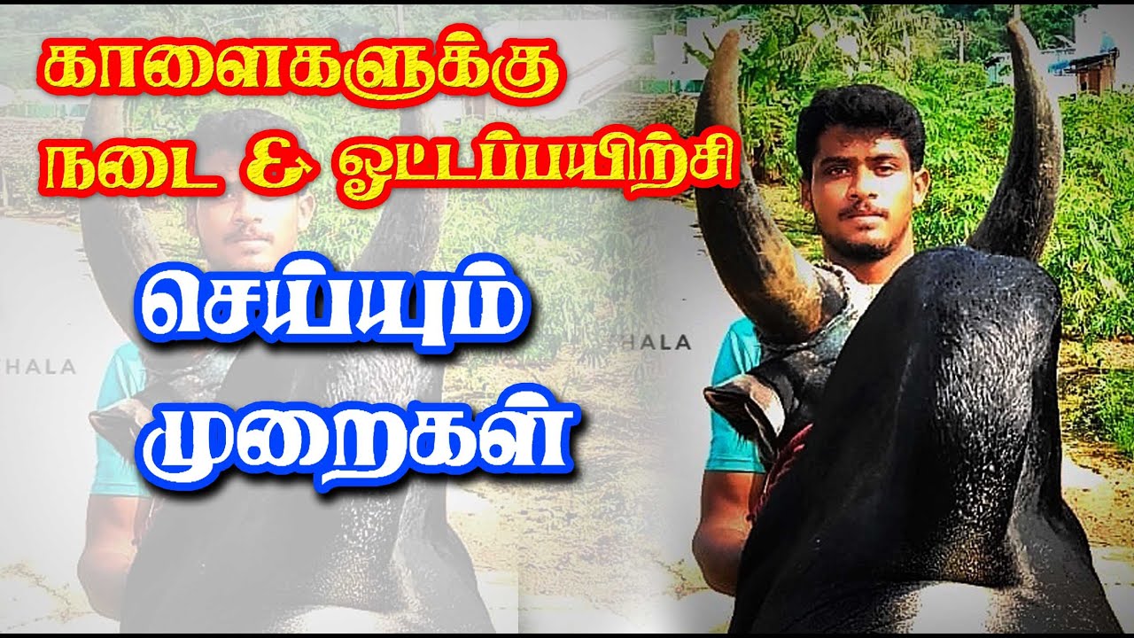 காளைகளுக்கு நடைப்பயிற்சி & ஓட்டப்பயிற்சி கொடுக்கும் வழிமுறைகள் .... Tamilan Trending