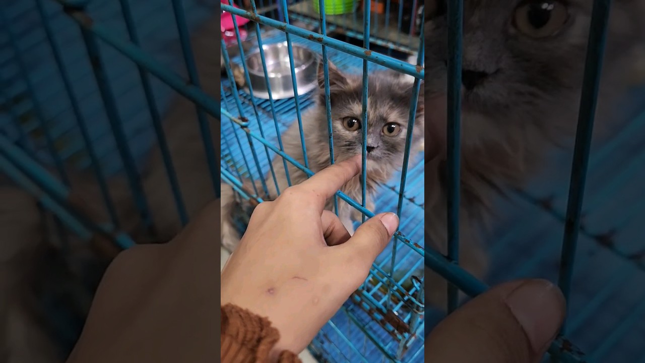 Persian Cat 🐈 😻 