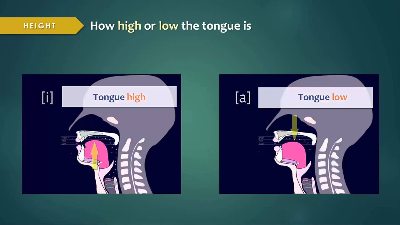 Introduction to Articulatory Phonetics (Vowels)