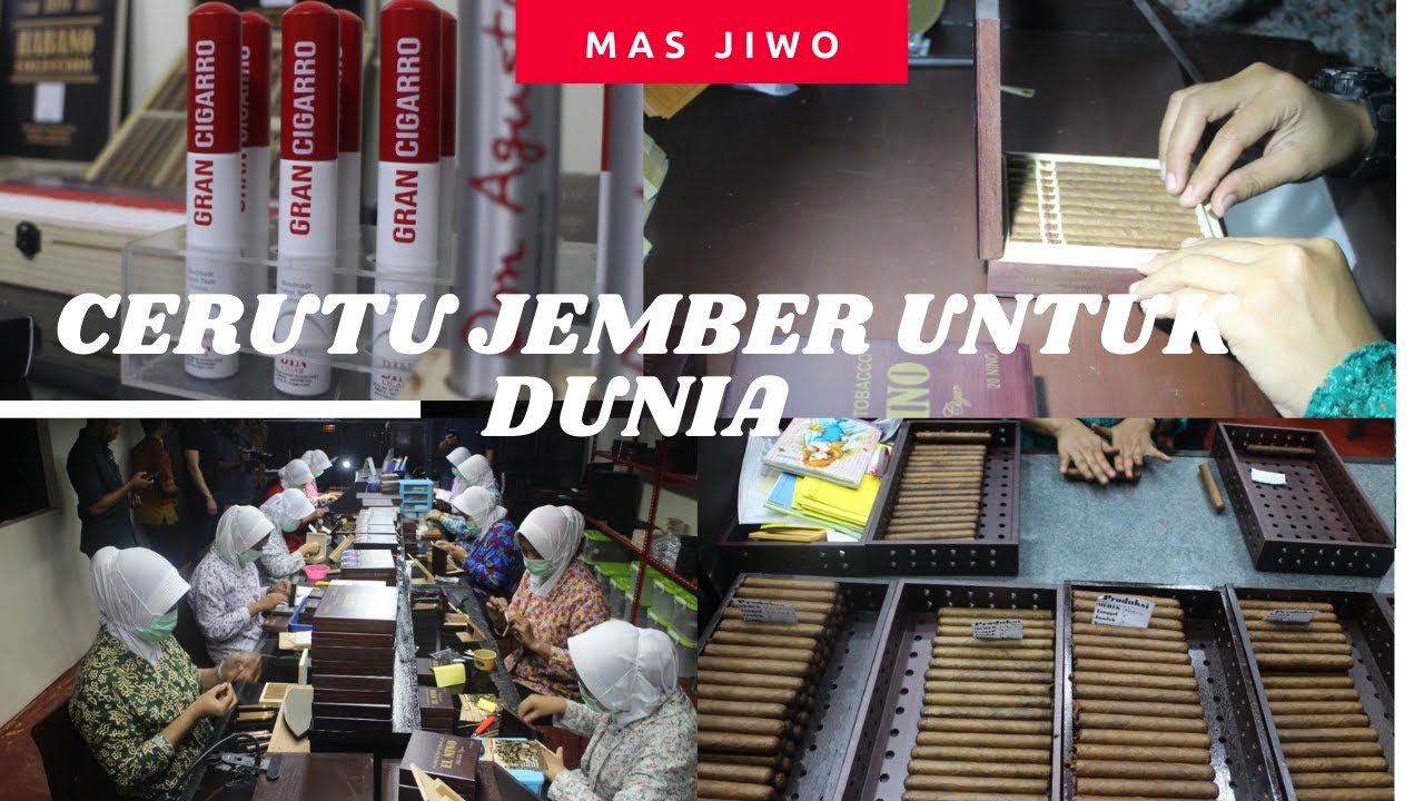 Melihat Produksi Cerutu Jember, Cigar yang Dipasarkan di Benua Amerika, Eropa dan Asia