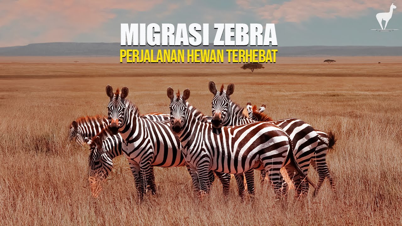 Migrasi Zebra: Perjalanan Mengejar Hujan dan Melawan Kekeringan