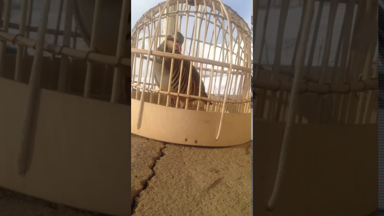 Модкабки шикори 70 та гиро Modkabk kekliki