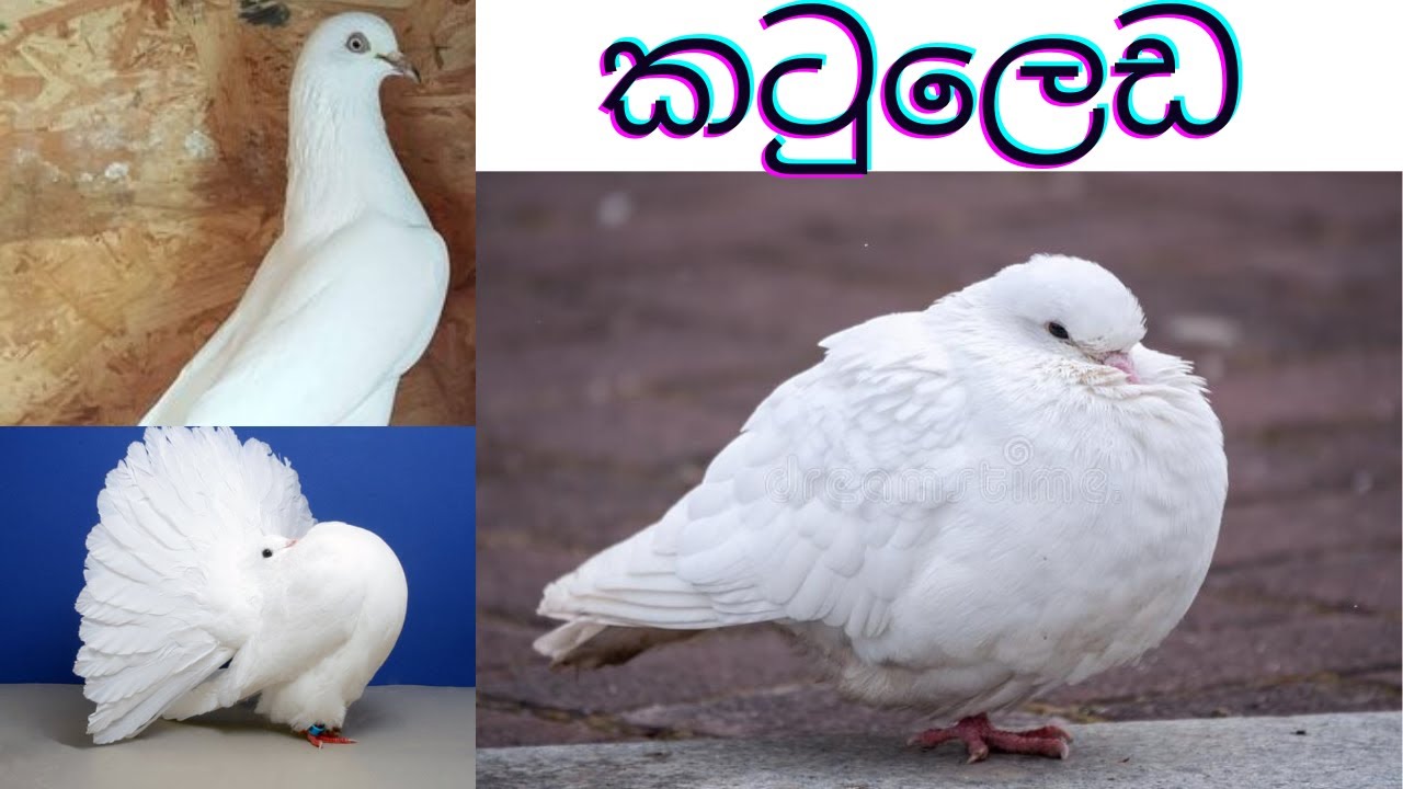 පරවියන්ට වැලදෙන කටු ලෙඩ සාර්ථකව සුවකර ගමු