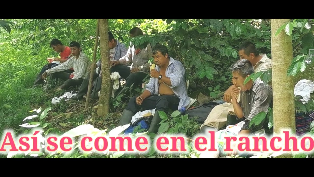 LIMPIAR UNA FINCA CON MACHETE TRABAJO DE CAMPO