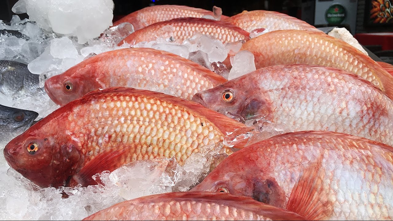 Taiwan Street Food - Red Sea Bream Fish 真鯛魚 / マダイの魚 / 붉은 도미 물고기