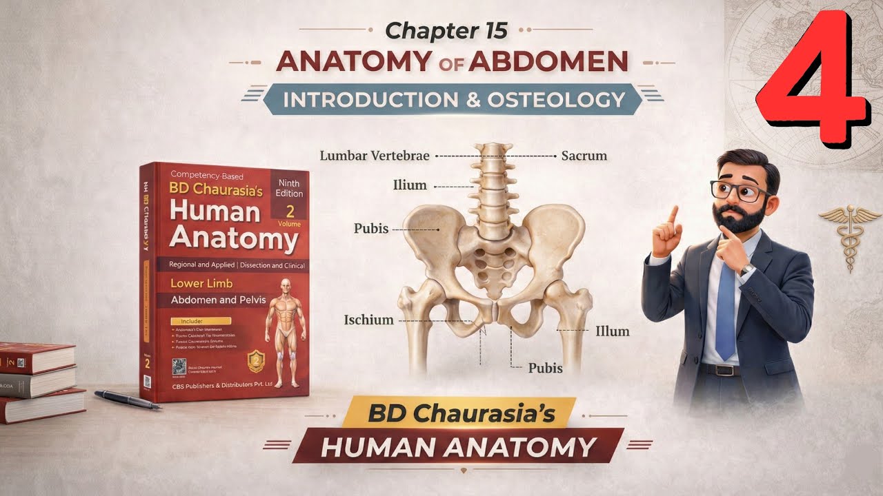 Chapter 15 – Introduction & Osteology (Part 4) | Abdomen and Pelvis Anatomy Explained