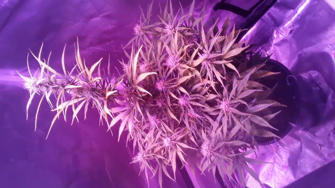 BLUEBERRY DOMINA Auto Flower
