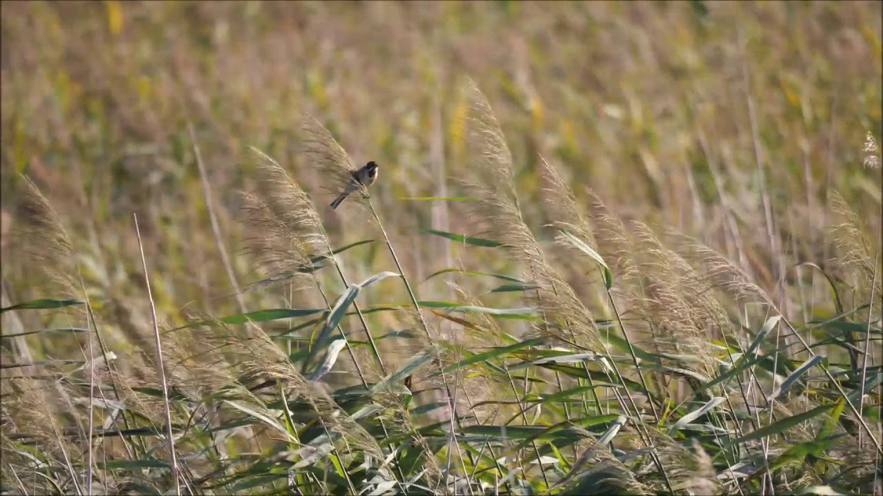 Rohrammer / Rieselfelder Windel