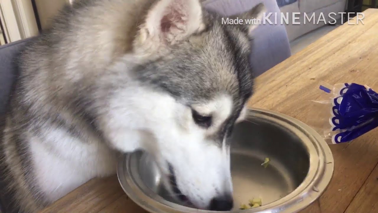 Siberian Husky on a “stay at home” mode