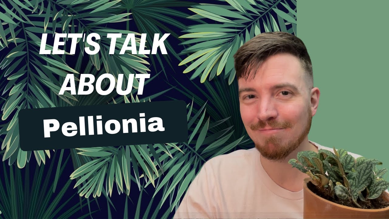 Let's Talk about Pellionia