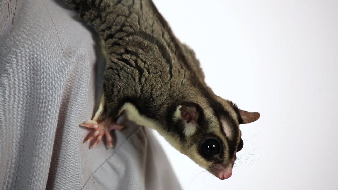 How Much Does a Sugar Glider Cost? | Sugar Gliders
