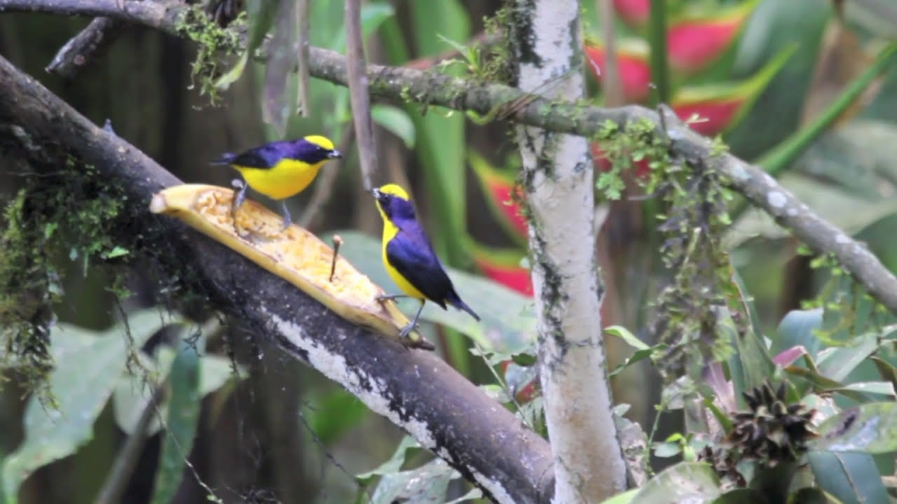 BREAKFAST BIRDING AT CASA DIVINA, MINDO, ECUADOR