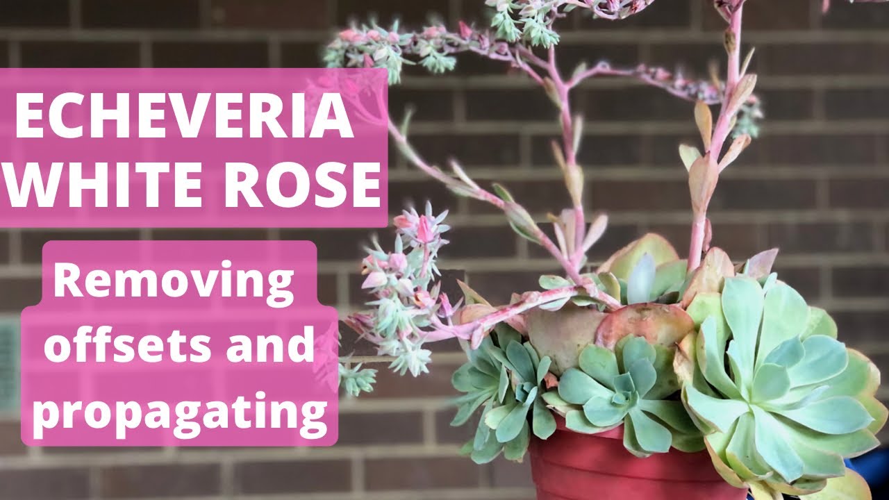ECHEVERIA WHITE ROSE: Removing offsets and Propagating