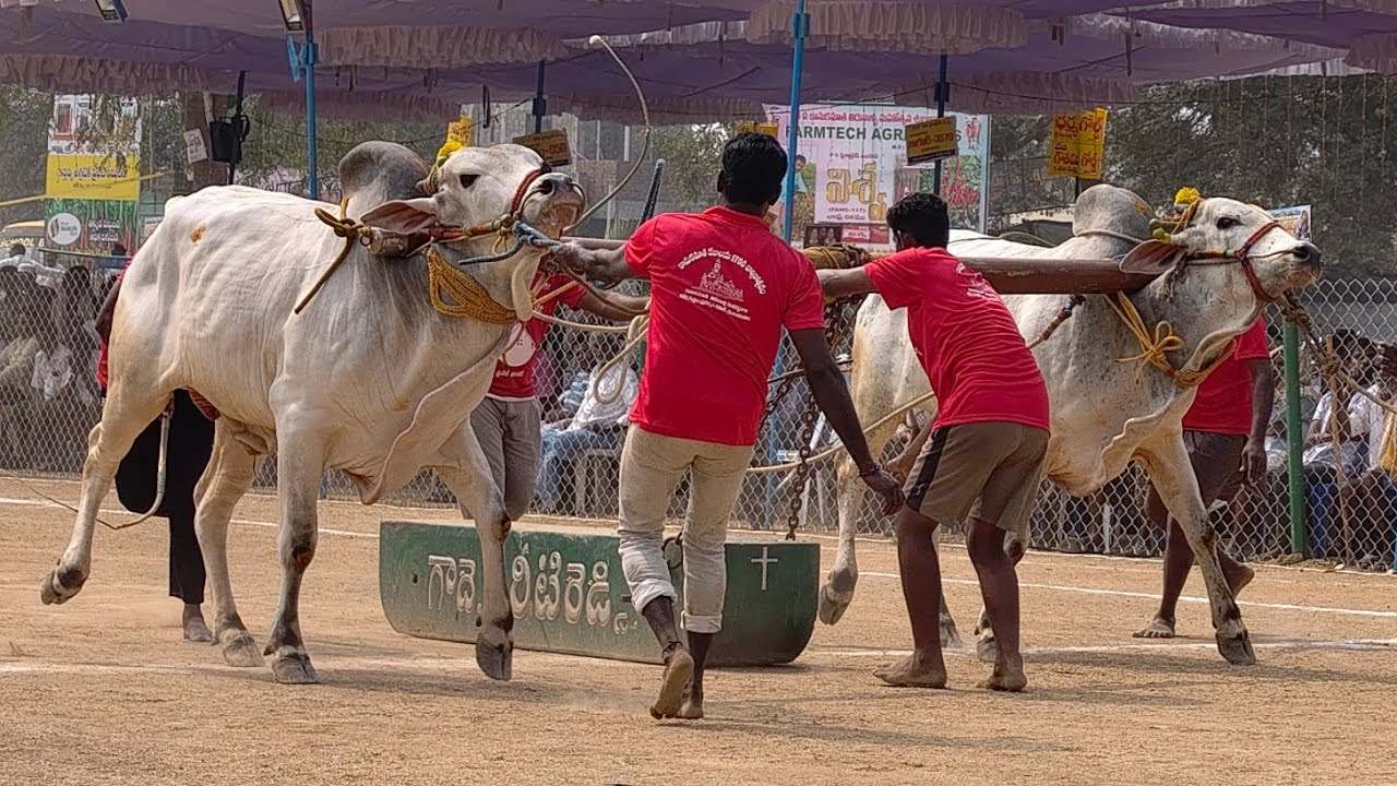 2026-రెంటచింతల.6పళ్ళు.5వ జత.పాశం లక్ష్మి ప్రణతి గారు పుసులూరు గ్రామం గుంటూరు జిల్లా