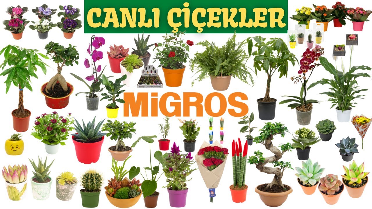İÇİNİZ AÇILSIN | Migros İndirimleri | CANLI ÇİÇEKLER | ( 15-28 Temmuz 2021 )  Migros Aktüel