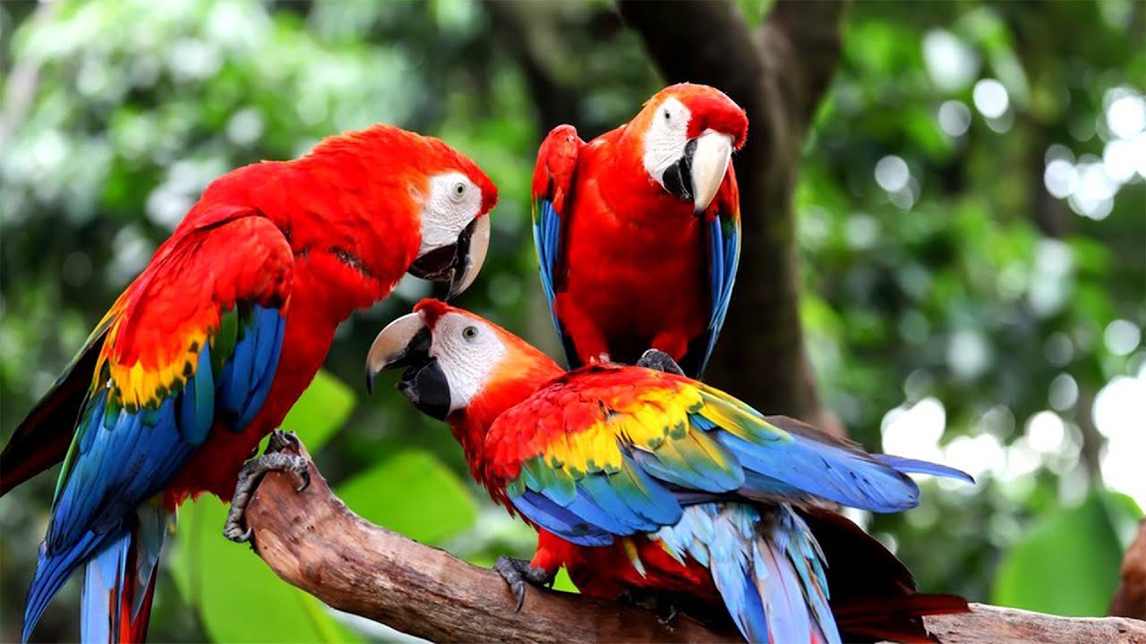 The 10 Most Beautiful Animals In The World || A List Of Rare & Majestic Creatures ||