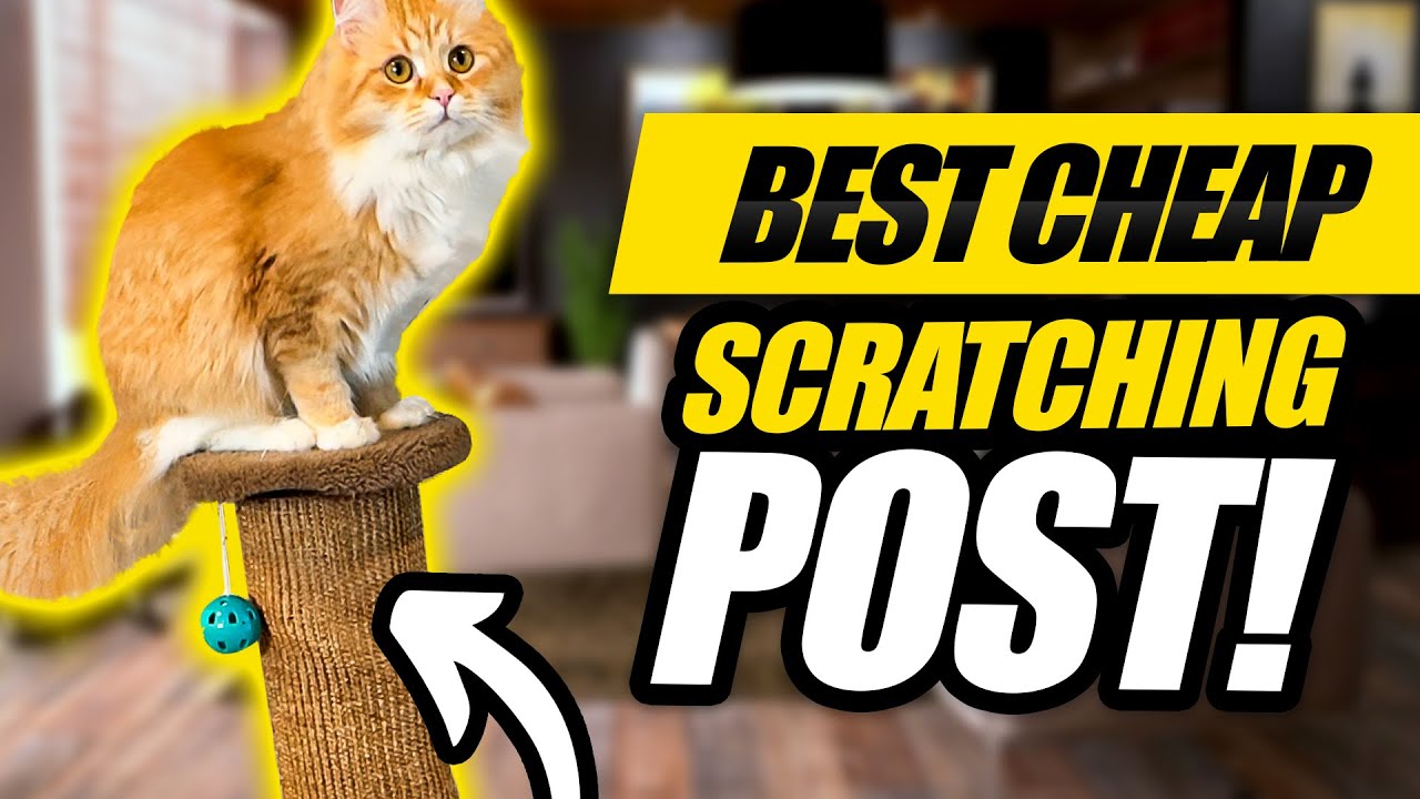 Best Affordable Cat Scratching Post On Amazon