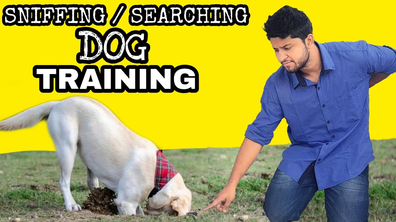 Dog training - Train Your Dog Basic Sniffing / searching (Hindi)