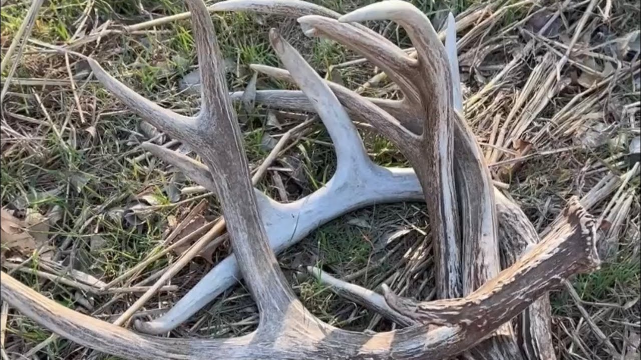 Oklahoma shed hunting 2026 EP2 