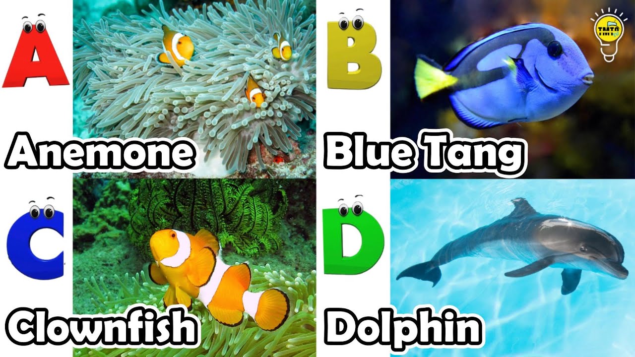 ABC phonics animals | ABC Sea Animals song | English and Animals for Kids | Alphabets Kids Song