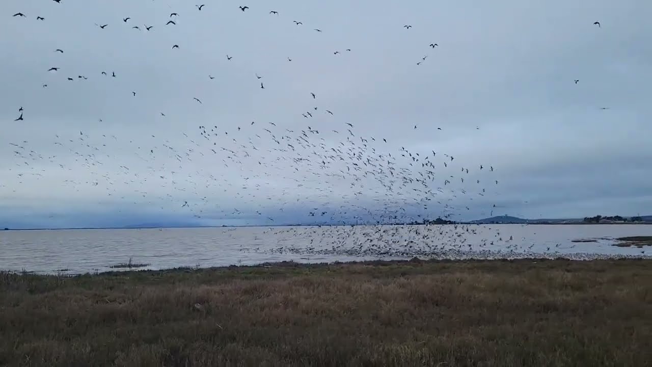 Experience Birds in Flight!