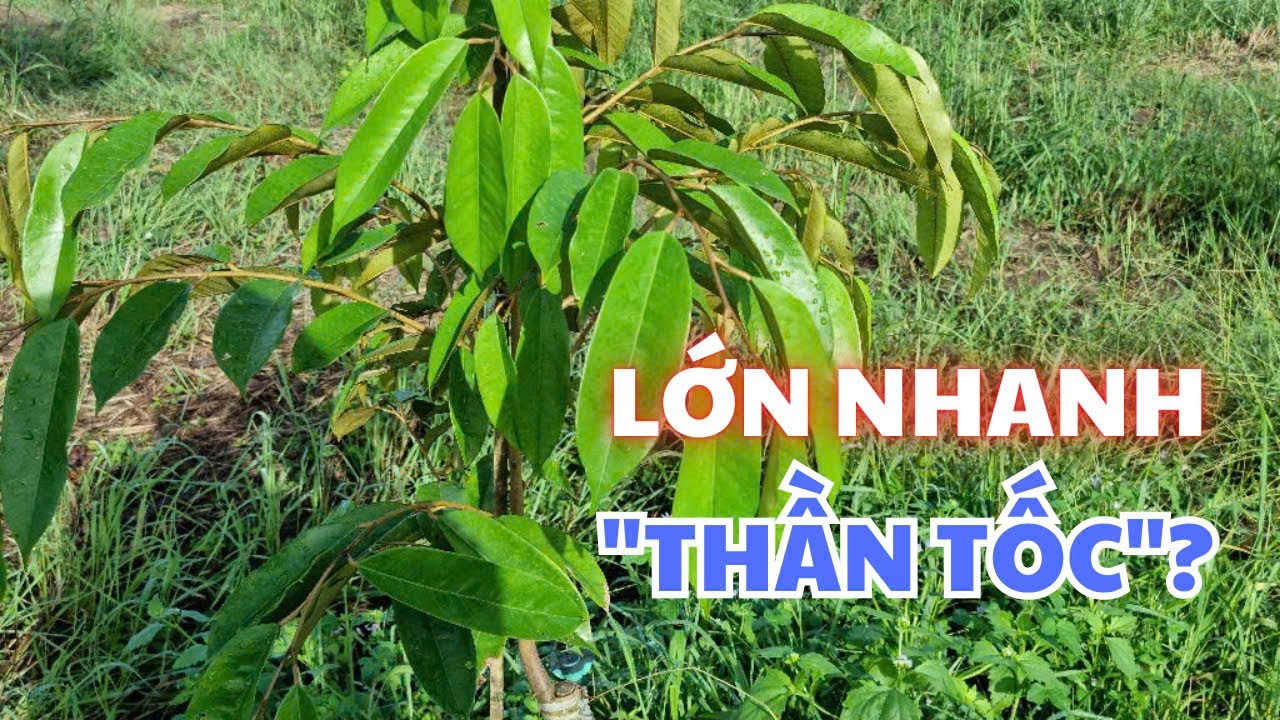 Chăm sóc sầu riêng 3 tháng phát triển thần tốc