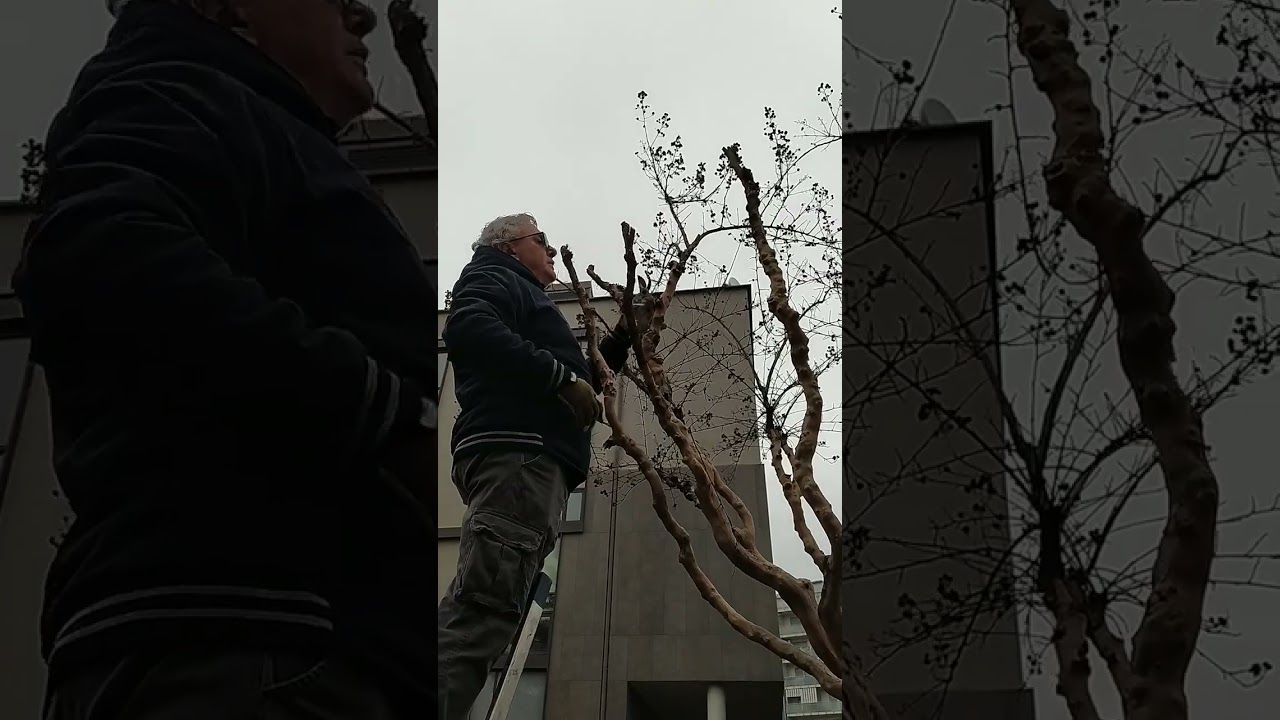 Potatura della LAGERSTROEMIA - lezione di pratica - 12.12.2023