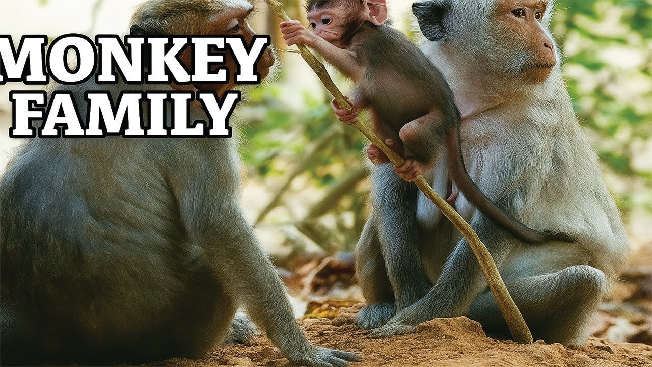 Monkey Family Moments: Baby&rsquo;s First Climb