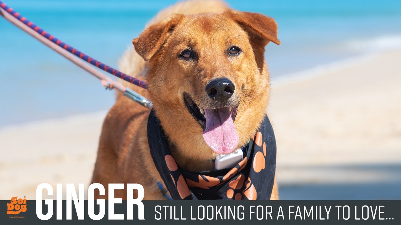 Ginger is looking for a friend. Are you his match?