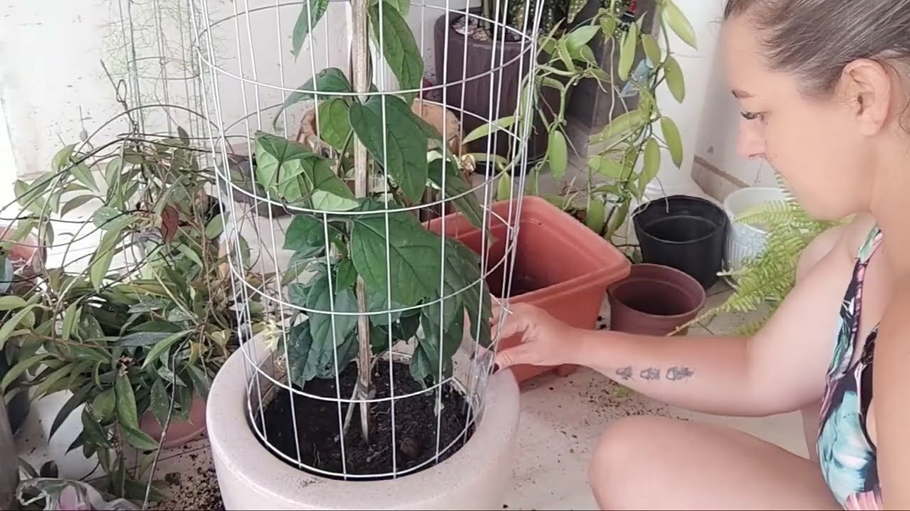 🌿 Dia de Replante 🌱 Cuidando das Minhas Verdinhas + Como Fazer Suporte para Trepadeiras