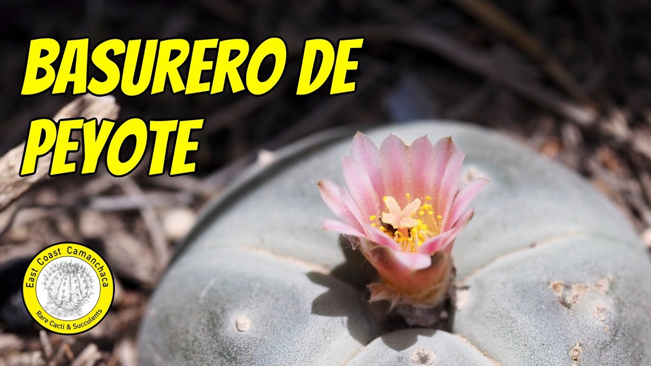 Construyen sobre localidad de cactus 🙁