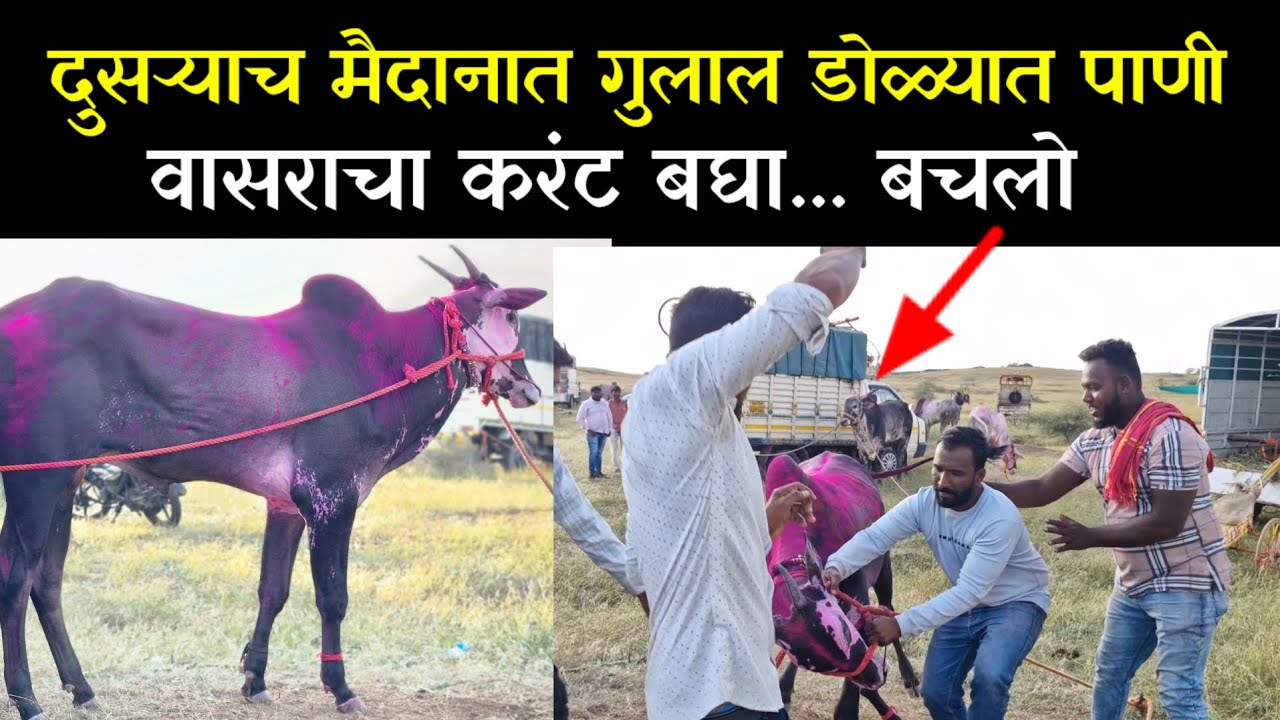 पैसे नव्हते शेवटचच मैदान /पोरांना माझ्या वासरा मागे येऊन देत नव्हती