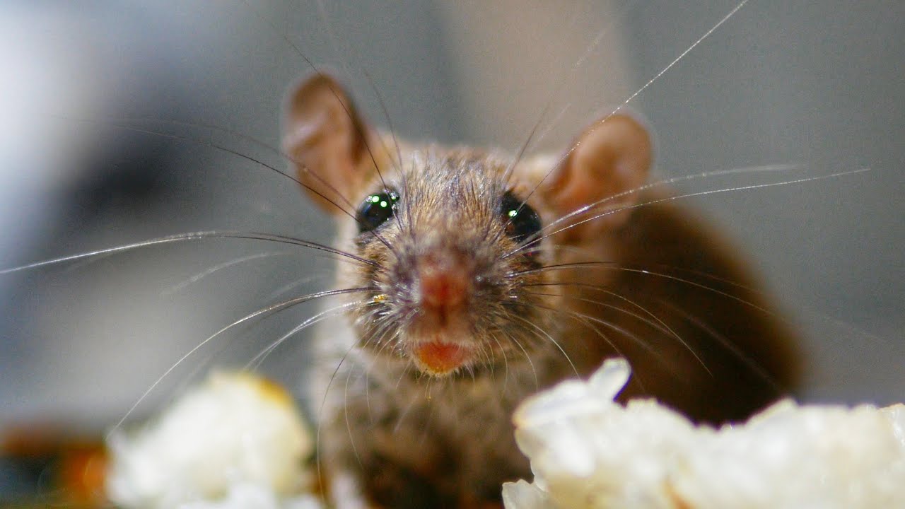 เสียงหนูร้อง เสียงหนูบ้าน เสียงต่อหนูชัดๆ Mouse sound