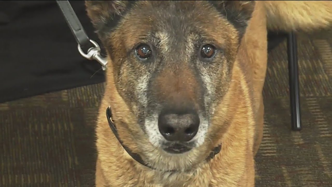 K9 Radar retires after 10 years of service for Washington County Sheriff&rsquo;s Office